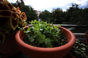 Pěstování Bylinek na Okně nebo na Balkoně